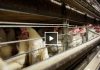 Bird Flu’s Impact on Poultry Industry Provides Lessons for Dairy Farmers
