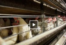 Bird Flu’s Impact on Poultry Industry Provides Lessons for Dairy Farmers