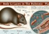 Body Lice: A Hidden Vector in the Spread of the Bubonic Plague