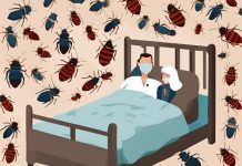 Bed Bugs and Health Care Workers: Risks, Prevention, and Management